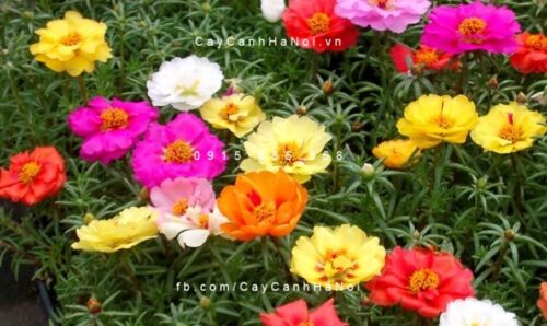 muoi-gio-sam-my mười giờ sam mỹ