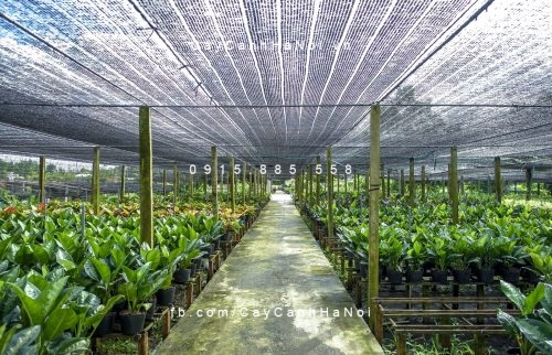 Cuộn lưới che nắng