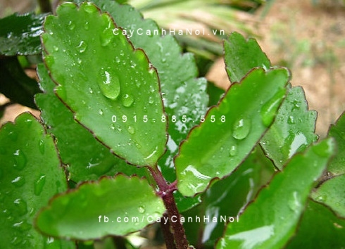 Cây sống đời Cây sống đời
