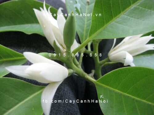 Sứ ngọc lan Sứ ngọc lan 1