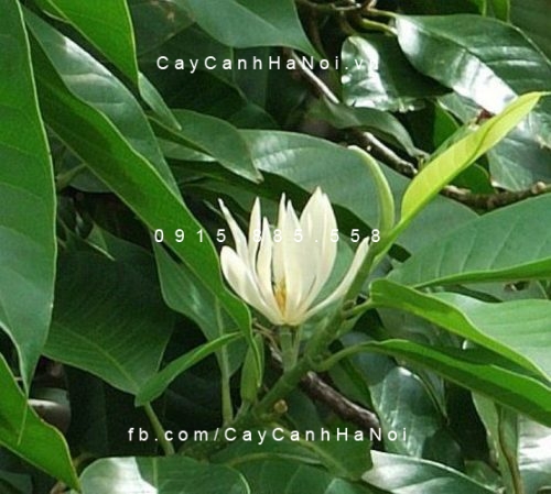 Sứ ngọc lan Sứ ngọc lan