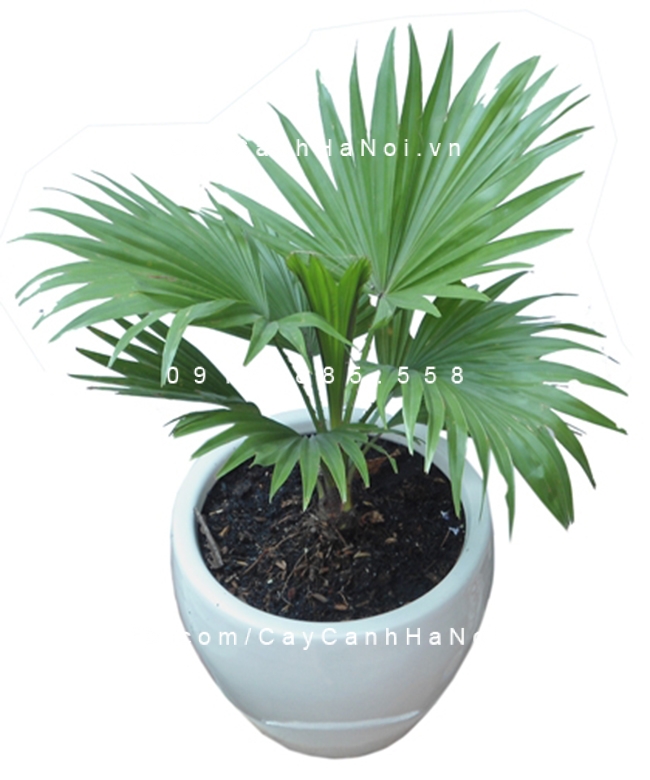 Cây cọ ưa bóng râm mát TRONG-CO-CANH ta