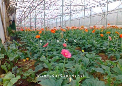 Vườn hoa cúc đồng tiền