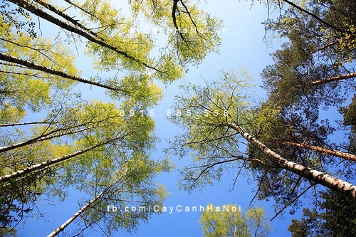 cây bạch dương