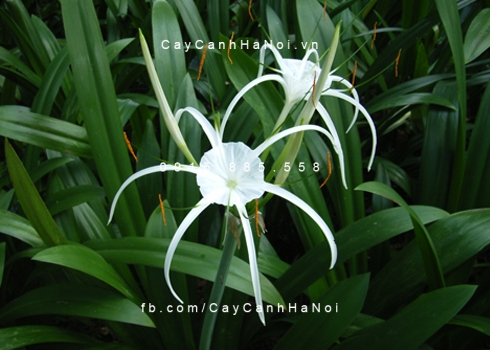 bach-trinh-bien bạch trinh biển