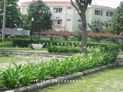 bạch trinh biển bạch trinh biển