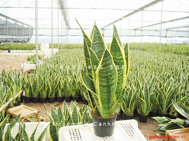 Cây Lưỡi cọp để bàn