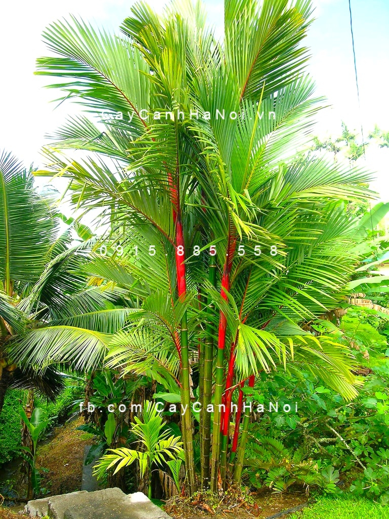 cau đỏ (1) cau đỏ (1)