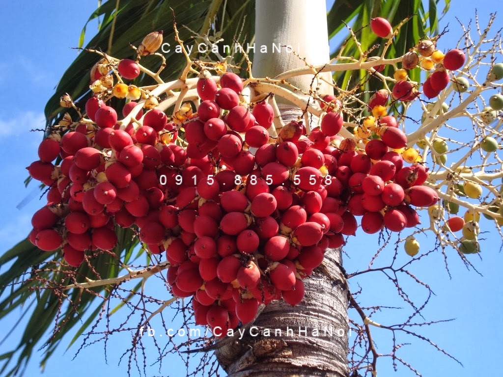 cau đỏ (3) cau đỏ (3)