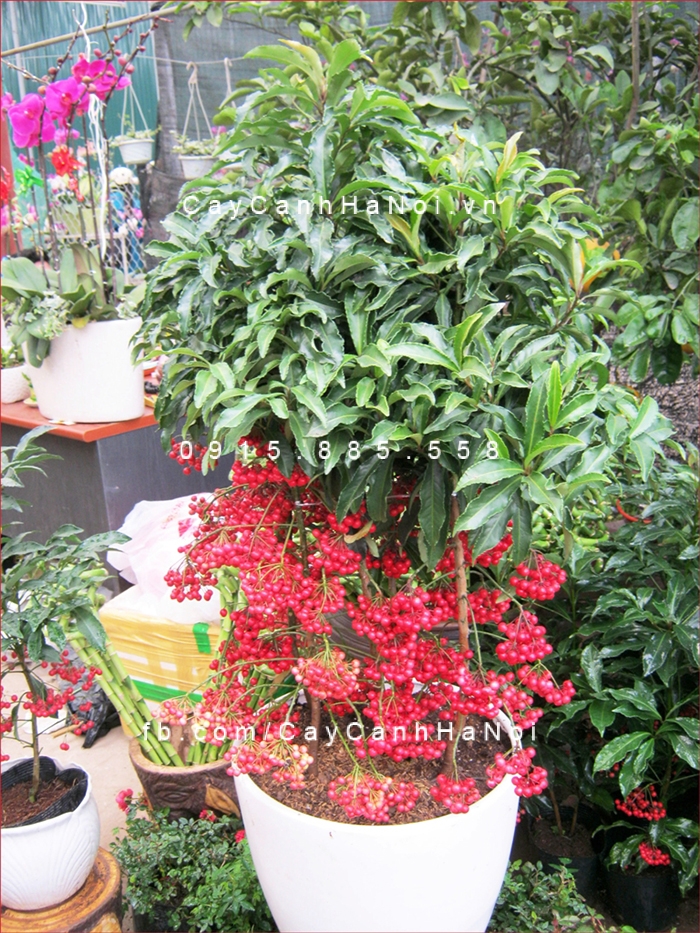 Cây Kim Ngân lượng cay-bieu-tet-1