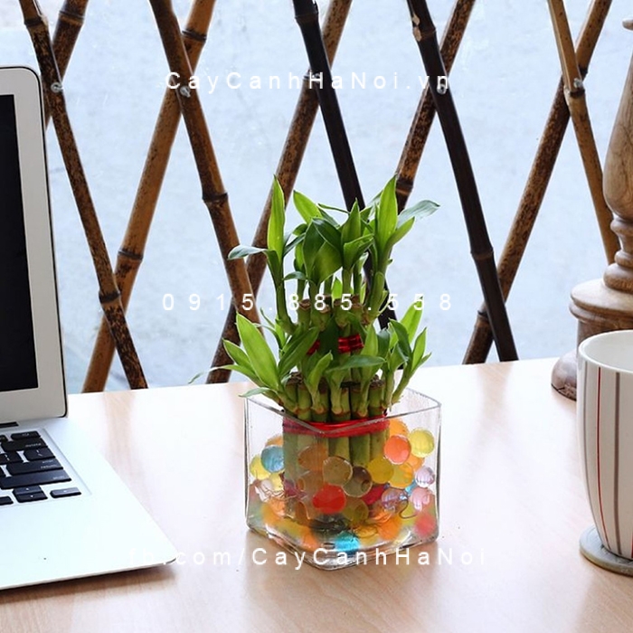 Cây phất dụ được coi là cây biết tết ý nghĩa nhất. cay-bieu-tet-2