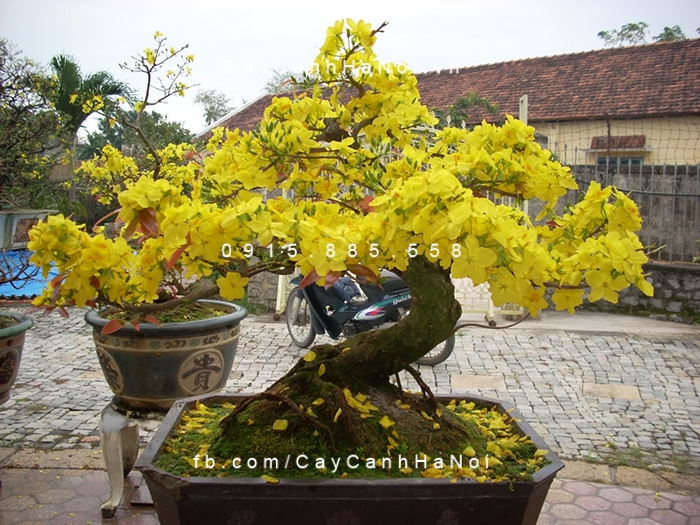 Cây Mai bonsai là cây biếu tết ý nghĩa và phổ biến nhất cay-bieu-tet-3