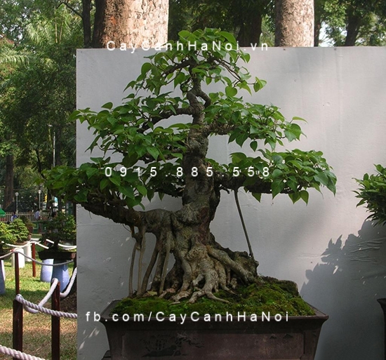 Cây bồ đề bonsai cay-bo-de-canh