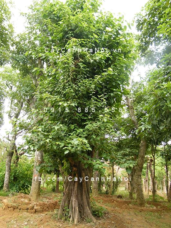 Cây bồ đề công trình cay-bo-de