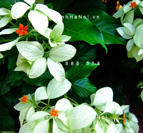 Cây bướm bạc