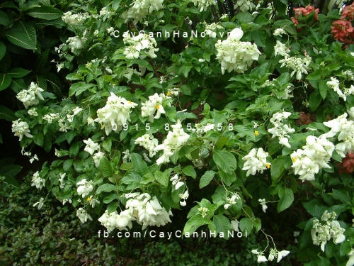 Cây bướm bạc
