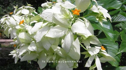 cây bướm bạc