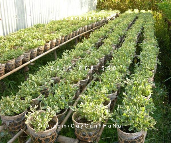 Cây Cẩm thạch giống mới