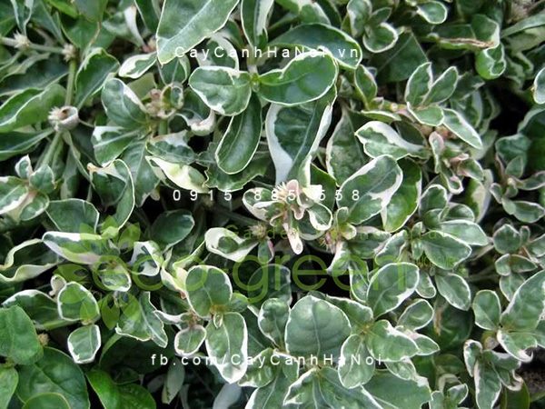 Cây Cẩm thạch giống mới