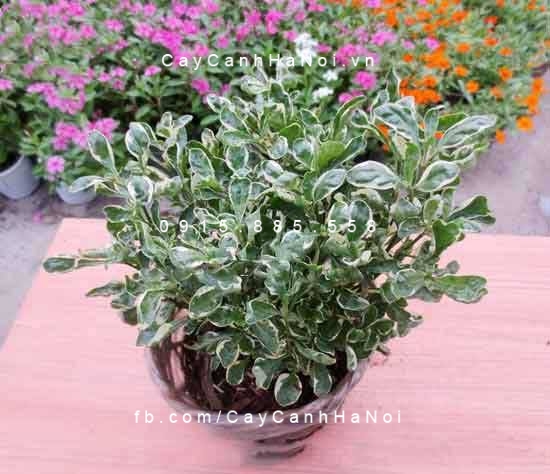 Cây Cẩm thạch giống mới