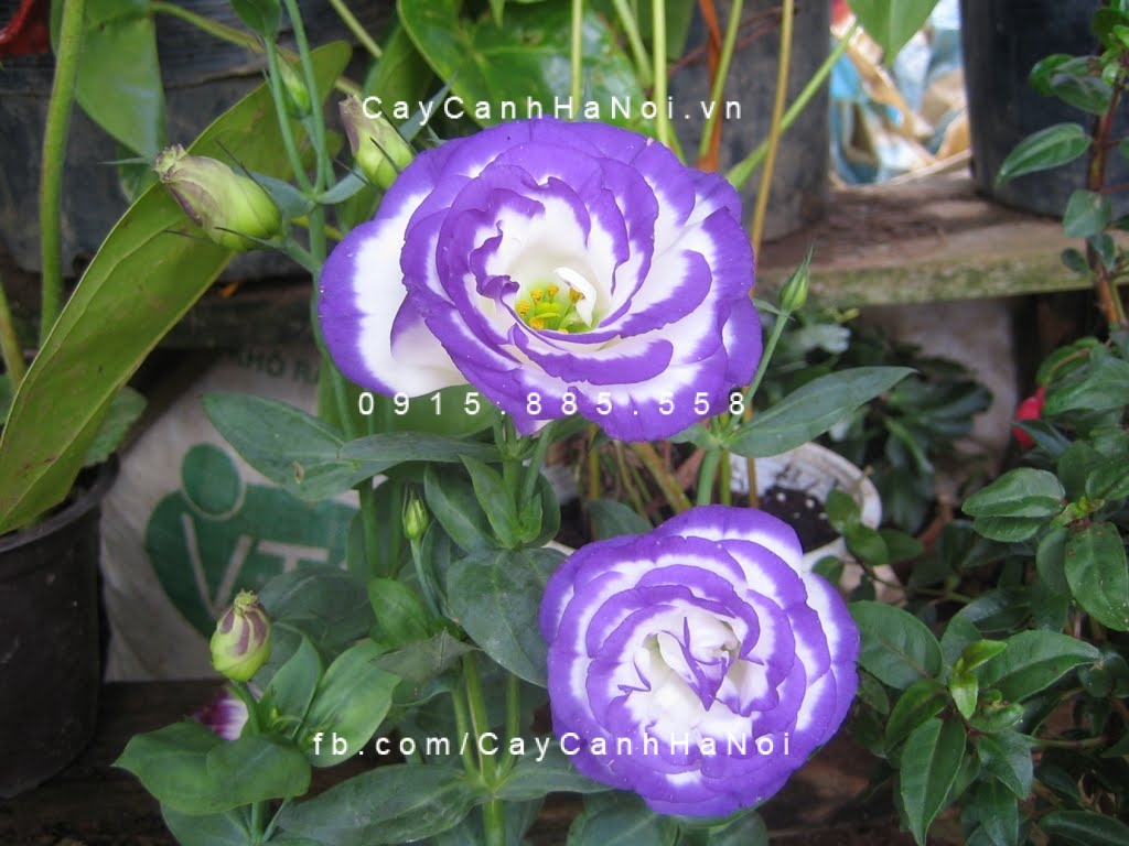 cây cát tường (1) cây cát tường (1)