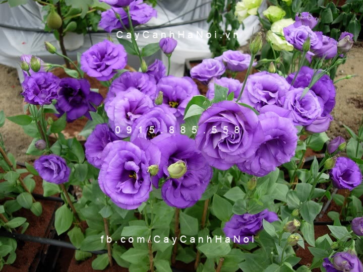 cây cát tường (2) cây cát tường (2)