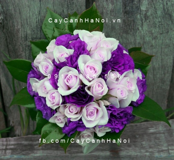 cây cát tường (3) cây cát tường (3)