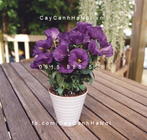 cây cát tường (4) cây cát tường (4)
