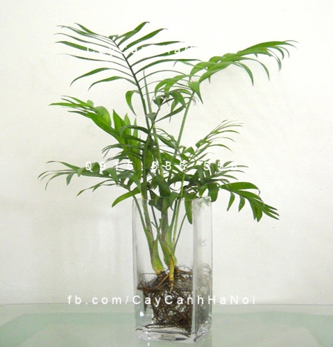 Cây cau tiểu trâm trồng nước, thủy canh Cây cau tiểu trâm trồng nước, thủy canh