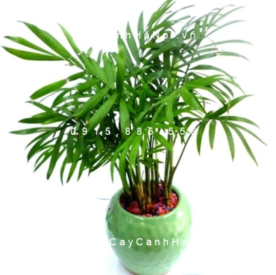Cây cau tiểu trâm trồng nước, thủy canh Cây cau tiểu trâm trồng nước, thủy canh