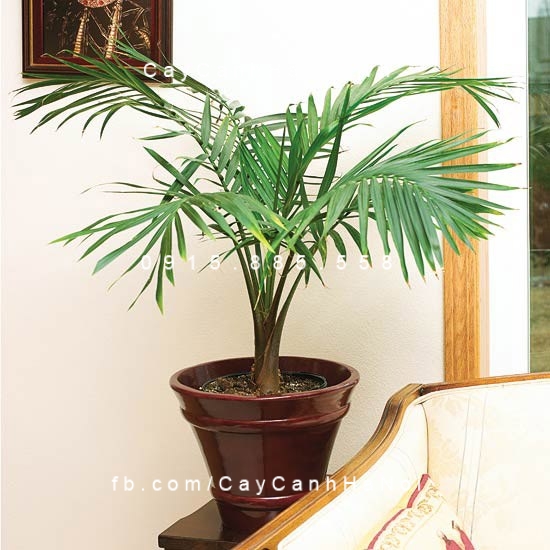 cây cau tiểu trâm (trúc tâm) (1) cây cau tiểu trâm (trúc tâm) (1)