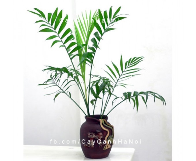 cây cau tiểu trâm (trúc tâm) (2) cây cau tiểu trâm (trúc tâm) (2)