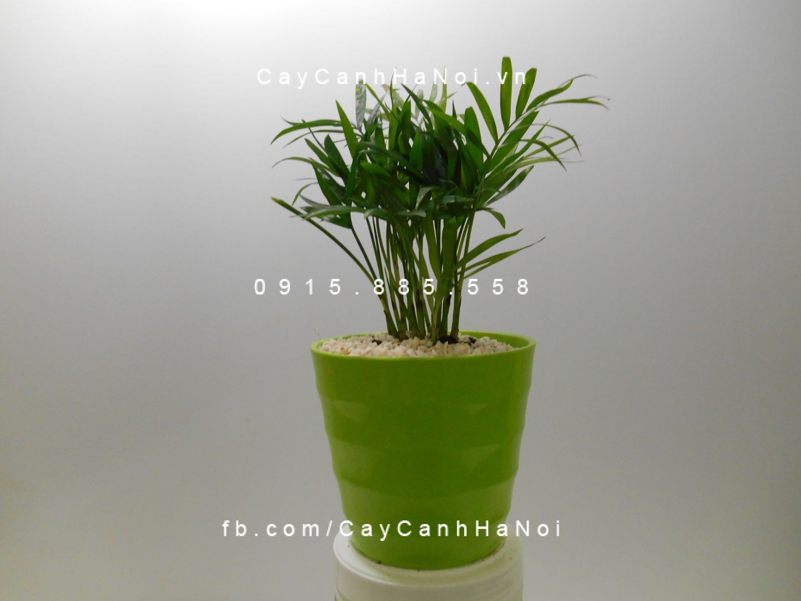 cây cau tiểu trâm (trúc tâm) (4) cây cau tiểu trâm (trúc tâm) (4)