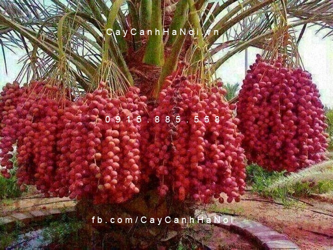 Cây Chà Là Trung Đông Cây Chà Là Trung Đông