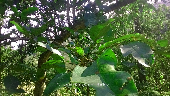 Lá cây Chiêu Liêu rất dài và dai cay-chieu-lieu-2