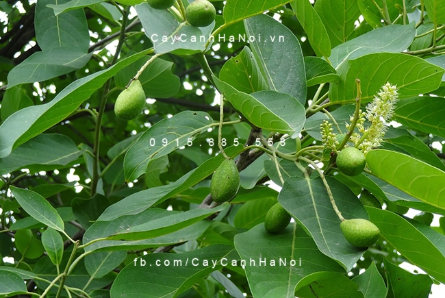 Cây Chiêu Liêu thường dùng làm thuốc cay-chieu-lieu-3