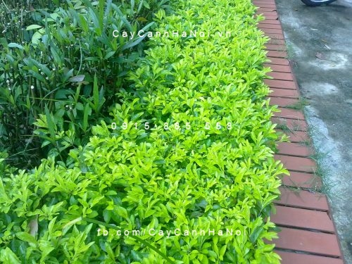 cay-chuoi-ngoc cây chuỗi ngọc