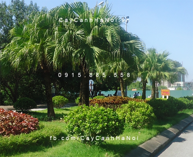Cây cọ Cây cọ