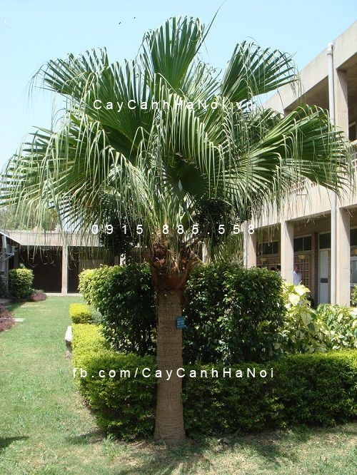 Cây cọ Cây cọ