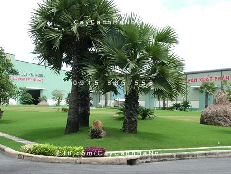 Cây cọ Cây cọ