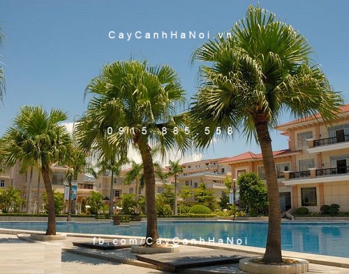 Cây cọ Cây cọ