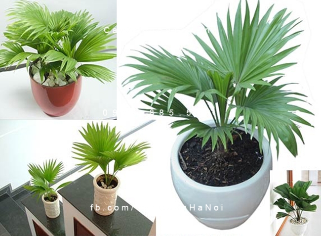 Cây cọ có nhiều loại tùy theo kích thước của cây cay-co-canh-trong-nha-2
