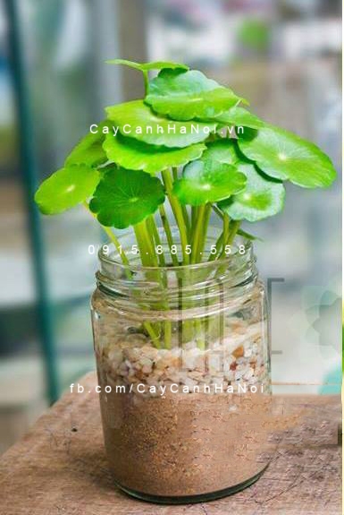 Cây Cỏ Đồng Tiền trồng nước, thủy canh Cây Cỏ Đồng Tiền trồng nước, thủy canh