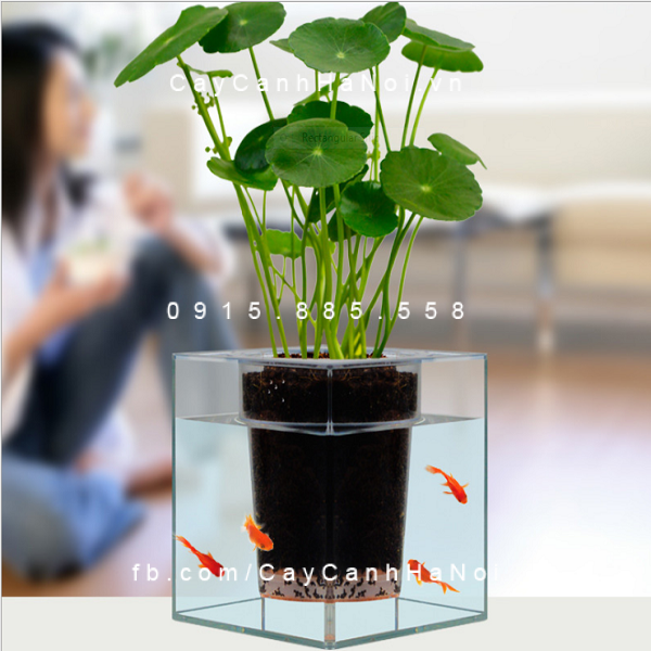 Cây Cỏ Đồng Tiền trồng nước, thủy canh Cây Cỏ Đồng Tiền trồng nước, thủy canh