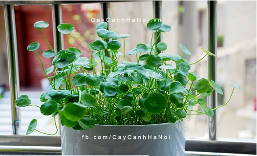 Cây Cỏ Đồng Tiền trồng nước, thủy canh Cây Cỏ Đồng Tiền trồng nước, thủy canh