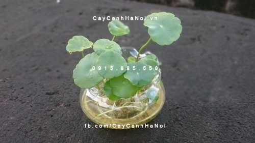 Cây cho người tuổi Tỵ Cây cho người tuổi Tỵ