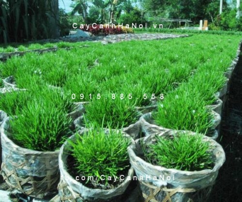 cay-co-may Cây cỏ mây