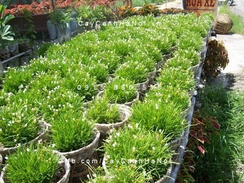 cay-co-may Cây cỏ mây ra hoa