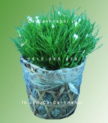 cay=co=may cây cỏ mây