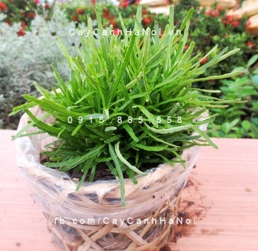 cay-co-may Cây cỏ mây